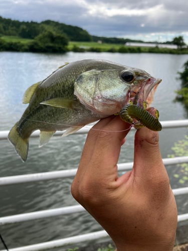 ラージマウスバスの釣果