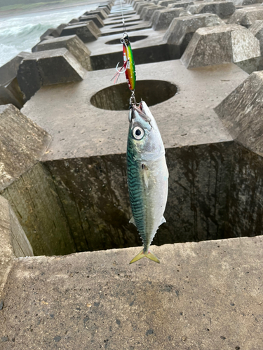 サバの釣果