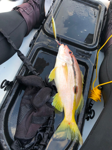 ヨコスジフエダイの釣果