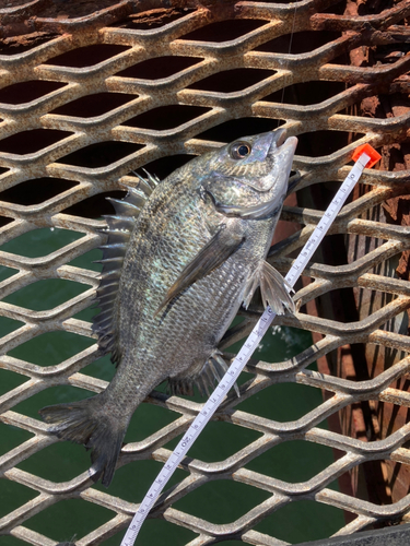 チヌの釣果