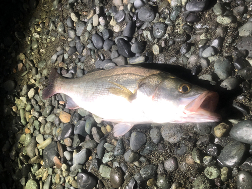 フッコ（ヒラスズキ）の釣果