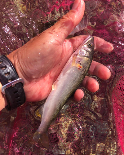 アユの釣果