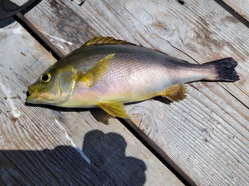 イサキの釣果