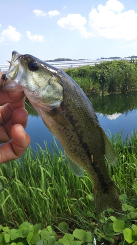 ラージマウスバスの釣果