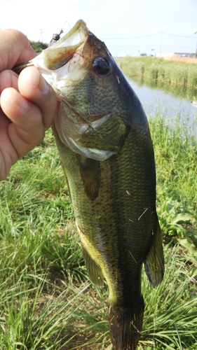 ラージマウスバスの釣果