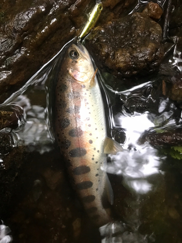 ヤマメの釣果