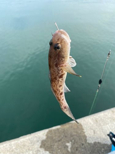 ハゼの釣果