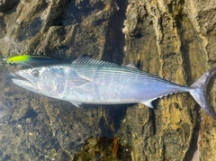 ハガツオの釣果