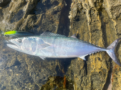 ハガツオの釣果