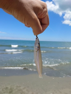 キスの釣果