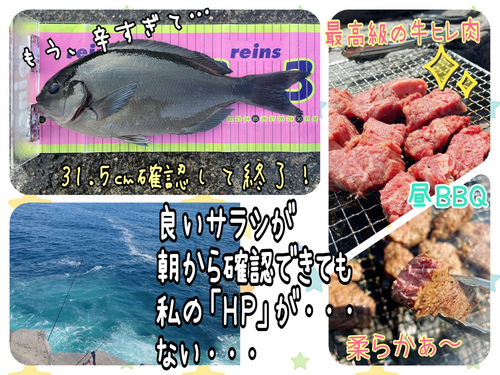 メジナの釣果