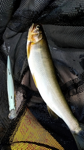 アユの釣果