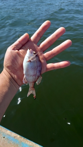 タイの釣果