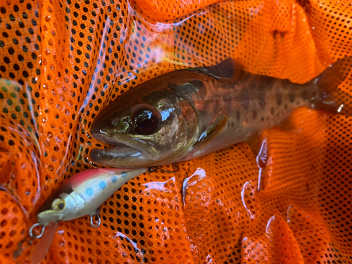 ヤマメの釣果