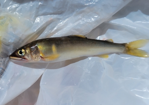 アユの釣果