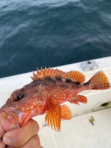 アラカブの釣果