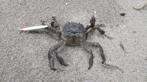 カニの釣果