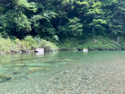 アユの釣果