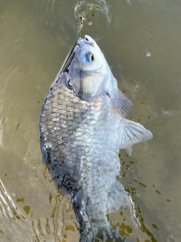 ヘラブナの釣果