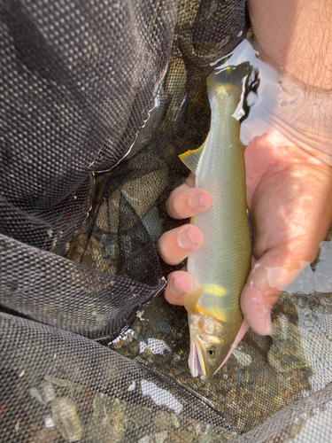 アユの釣果