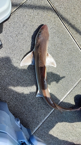 ホシザメの釣果