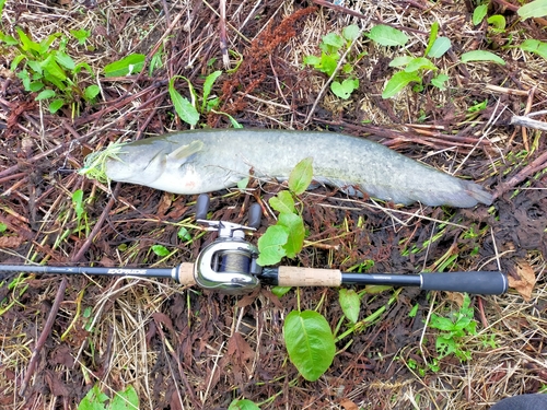 ナマズの釣果