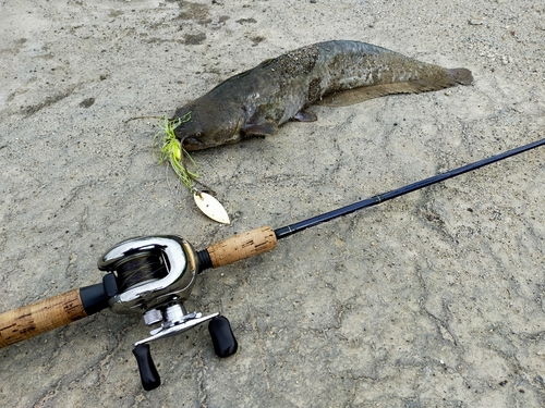 ナマズの釣果