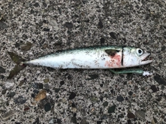 ゴマサバの釣果