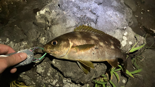 イサキの釣果