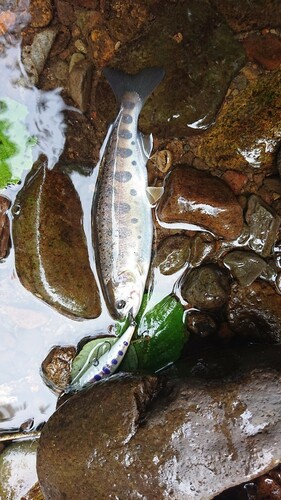 ヤマメの釣果