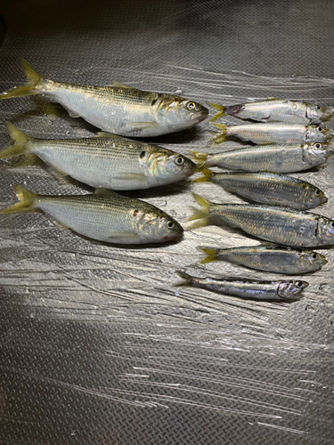 コノシロの釣果