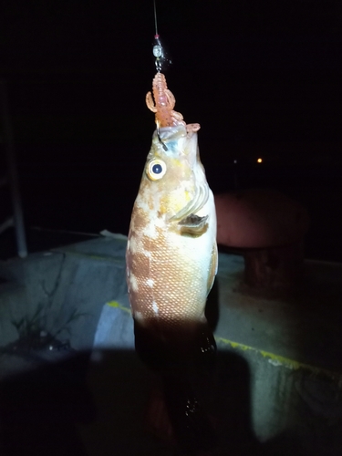 ガヤの釣果