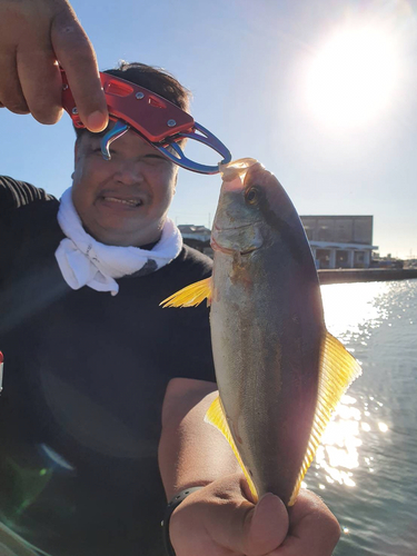 ショゴの釣果