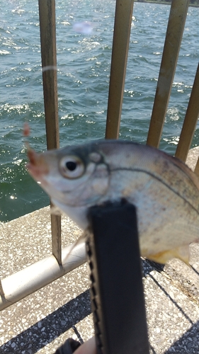 ウミタナゴの釣果