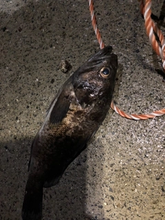 クロソイの釣果