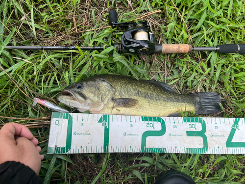 ブラックバスの釣果