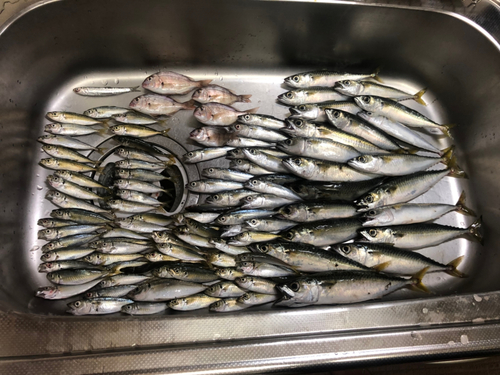 サバの釣果