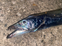 タチウオの釣果