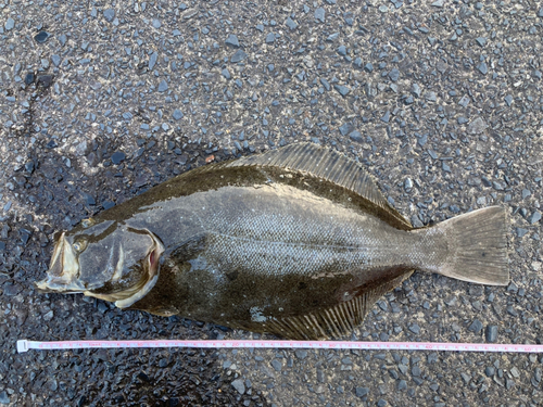 ヒラメの釣果