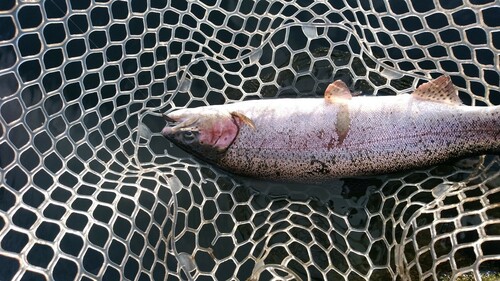 ニジマスの釣果