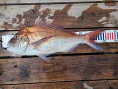 マダイの釣果