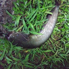 マナマズの釣果