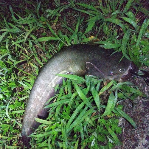 マナマズの釣果