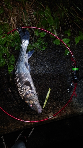 ニゴイの釣果