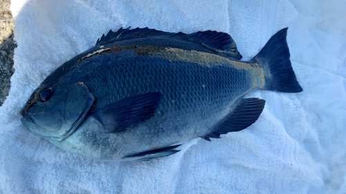 クチブトグレの釣果