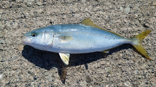 ワカシの釣果