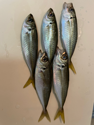 アジの釣果