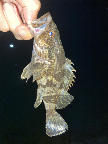 タケノコメバルの釣果