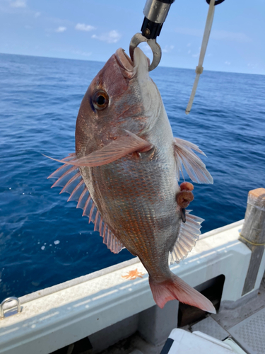 タイの釣果