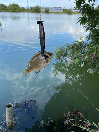 ブルーギルの釣果